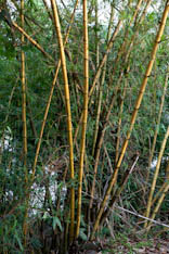Bambou - 104