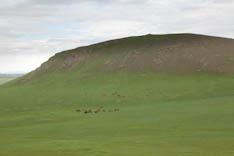 Mongolie - Steppe36