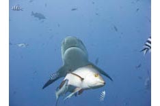 Fidji, requins - 16