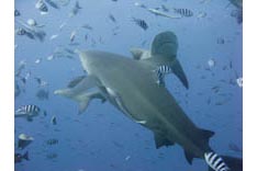 Fidji, requins - 17