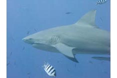 Fidji, requins - 19