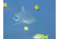 Fidji, requins - 24