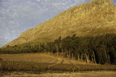 Afrique du Sud, route des vins - 4